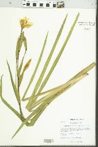 Iris pseudacorus image