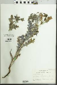 Image of Bocconia latisepala