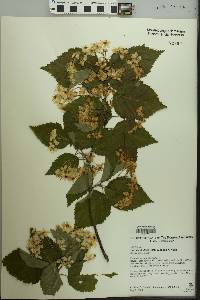 Image of Sorbus alnifolia