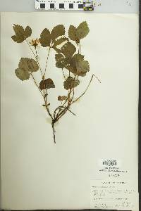 Image of Rubus alaskensis