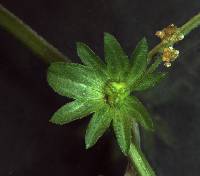 Image of Acalypha rhomboidea