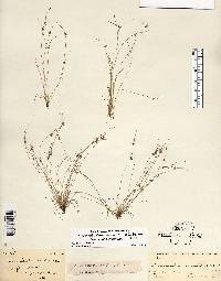 Cyperus hemidrummondii image