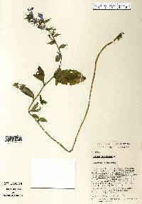 Lobelia siphilitica image