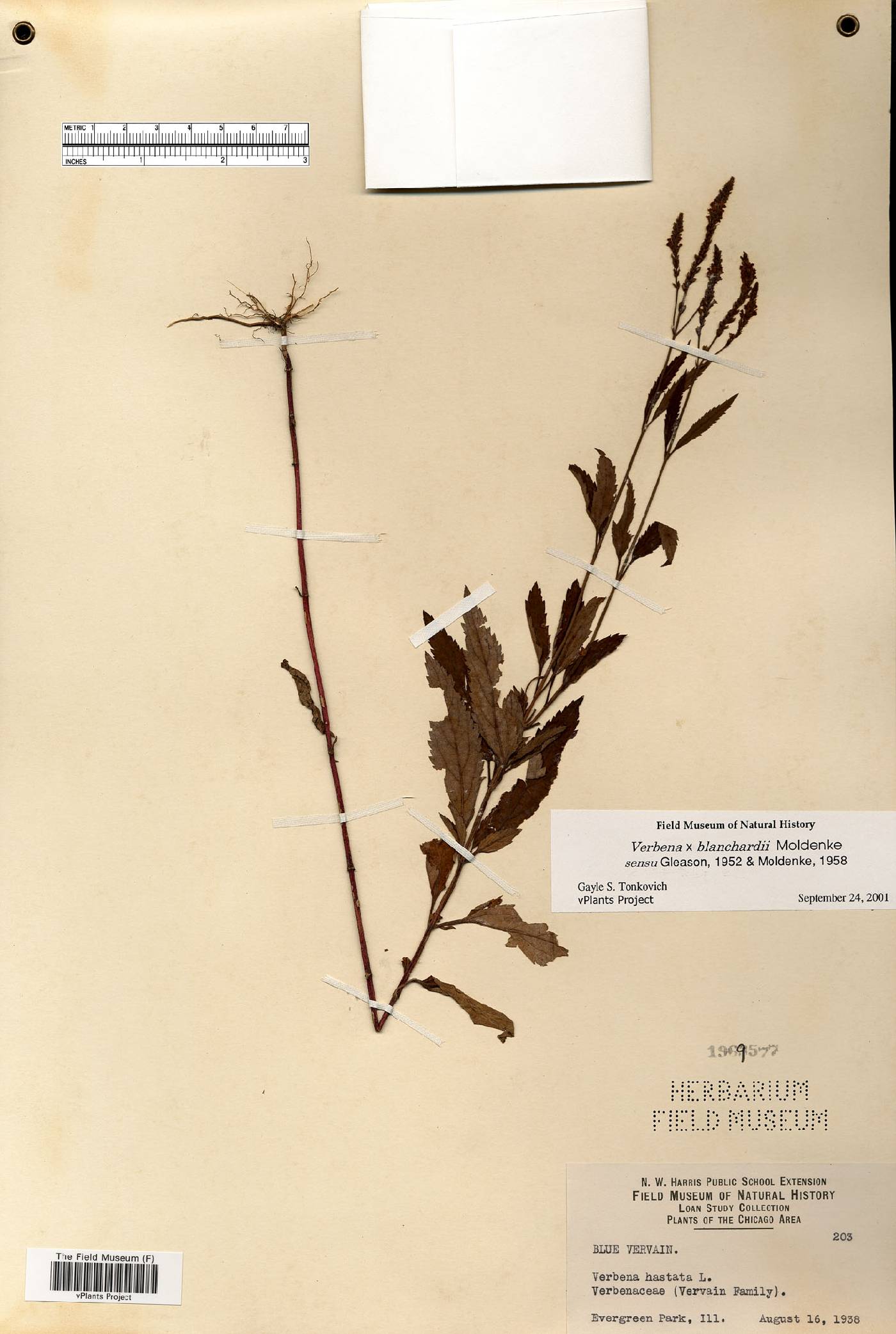 Verbena blanchardii image
