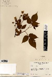 Rubus abactus image