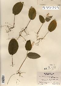 Maianthemum canadense var. interius image