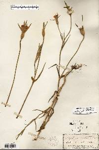 Agrostemma githago image
