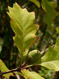 Image of Quercus bicolor
