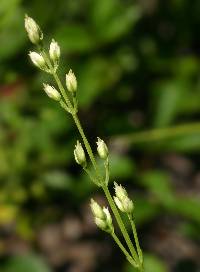 Image of Bartonia virginica