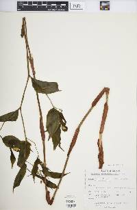 Image of Disporum leschenaultianum