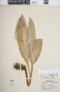 Allium tricoccum var. tricoccum image