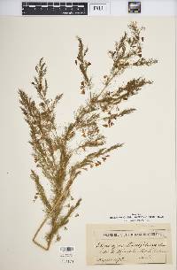Asparagus tenuifolius image