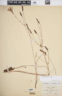 Brodiaea californica image