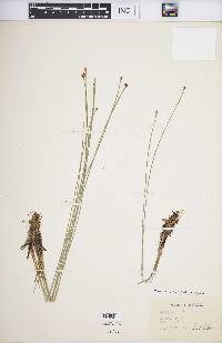 Eleocharis austriaca image