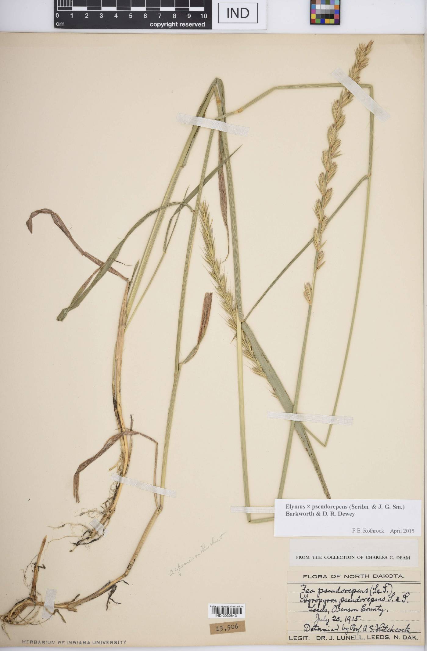 Elymus × pseudorepens image
