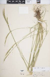 Elymus × saundersii image
