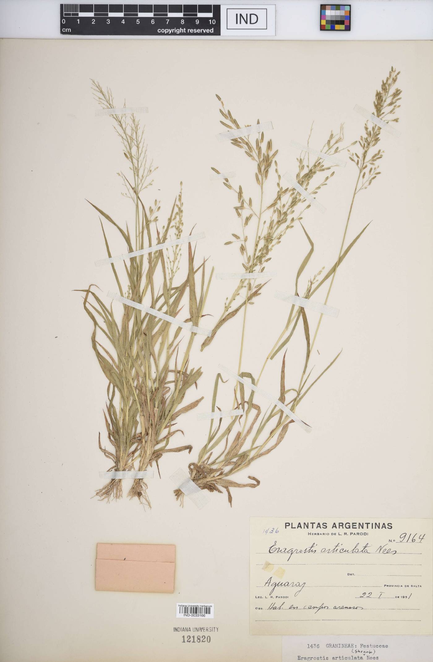 Eragrostis articulata image