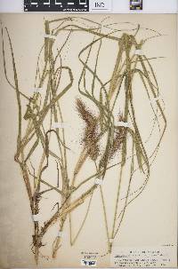 Image of Pennisetum complanatum