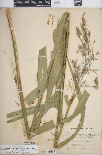 Phragmites australis subsp. americanus image