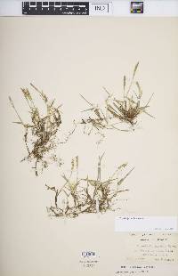 Zoysia japonica image