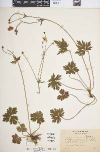 Image of Ranunculus amansii