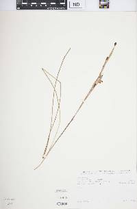 Image of Moraea thomsonii