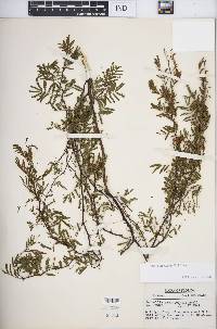 Acacia pinetorum image
