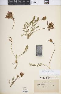 Astragalus monspessulanus image