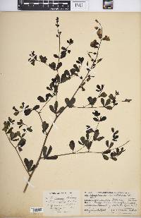 Baptisia × deamii image