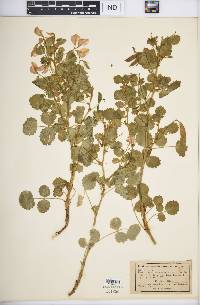 Ononis rotundifolia image