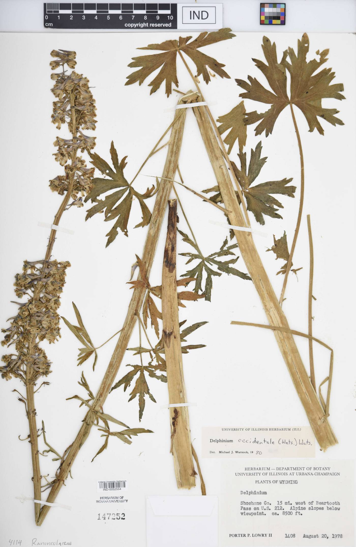 Delphinium × occidentale image