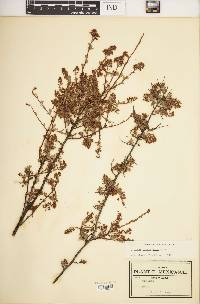 Image of Spiraea hartwegiana
