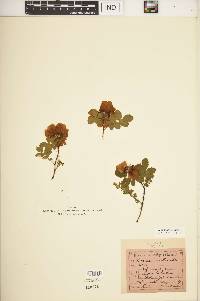 Rosa spinosissima image