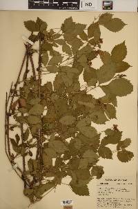 Rubus meracus image