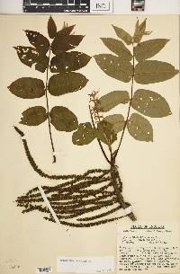 Juglans ailanthifolia image
