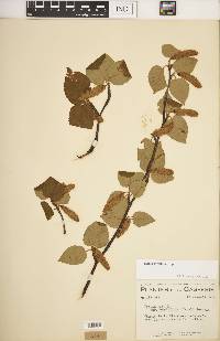 Betula cordifolia image