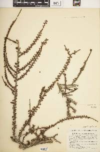 Erythroxylum minutifolium image