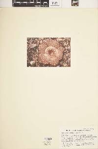 Image of Rafflesia pricei