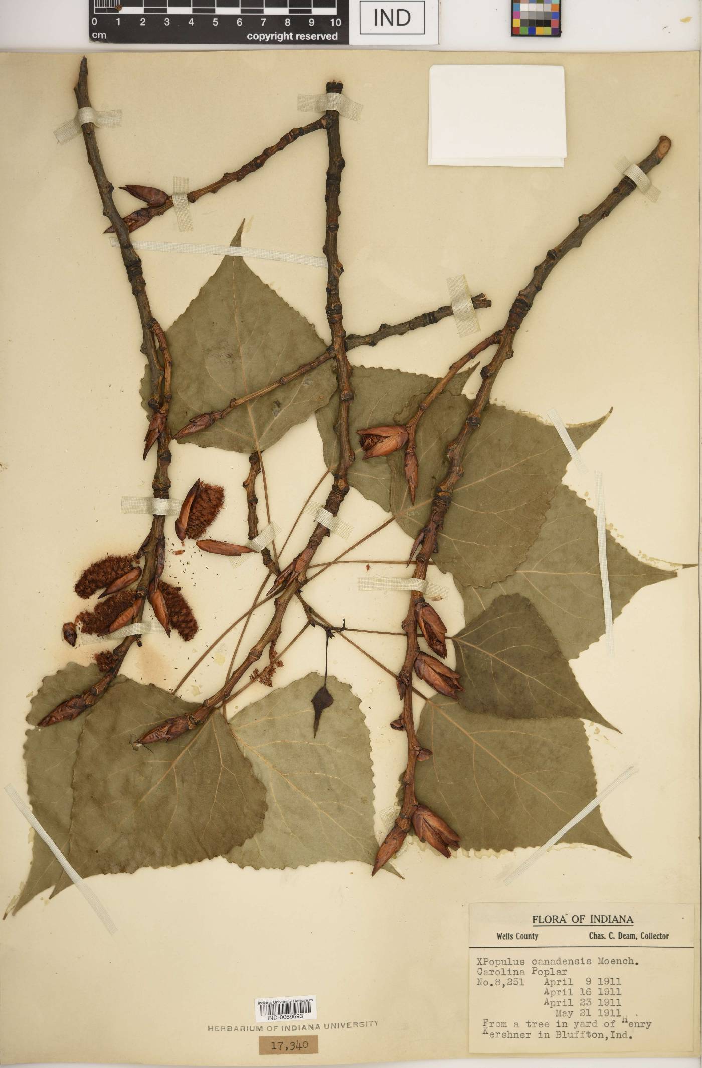 Populus × canadensis image