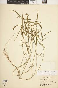 Euphorbia pinetorum image