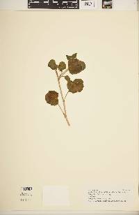 Image of Pelargonium acetosum