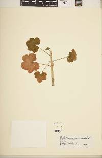 Image of Pelargonium frutetorum