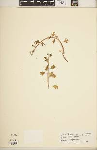 Image of Pelargonium grandicalcaratum