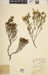 Image of Acmadenia patentifolia