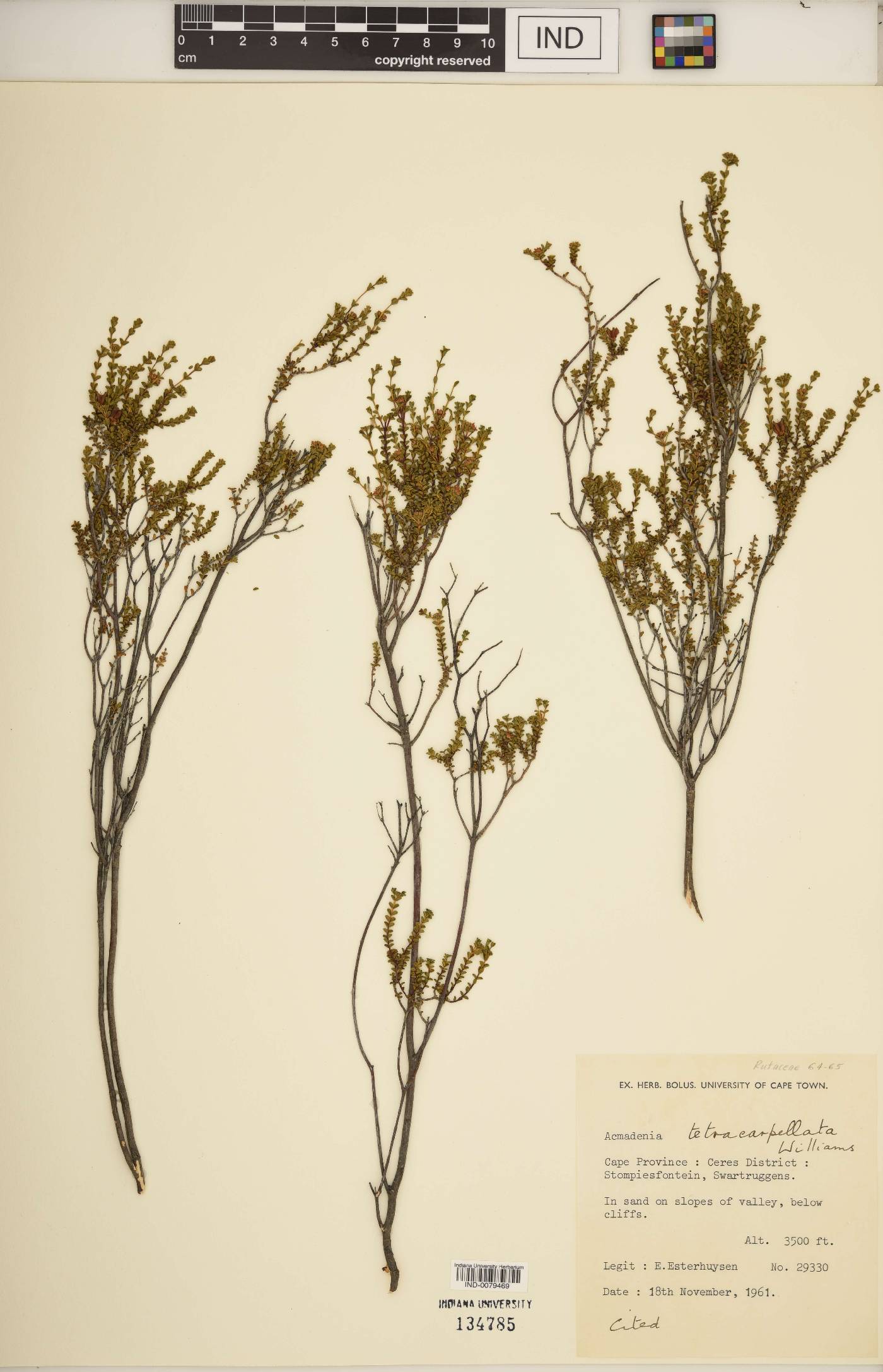 Acmadenia tetracarpellata image