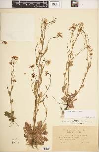 Image of Arabidopsis suecica