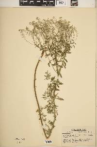 Image of Alyssum moellendorfianum
