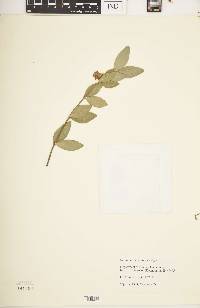 Simmondsia chinensis image