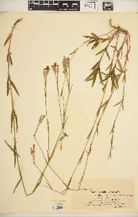 Image of Dianthus × hellwigii