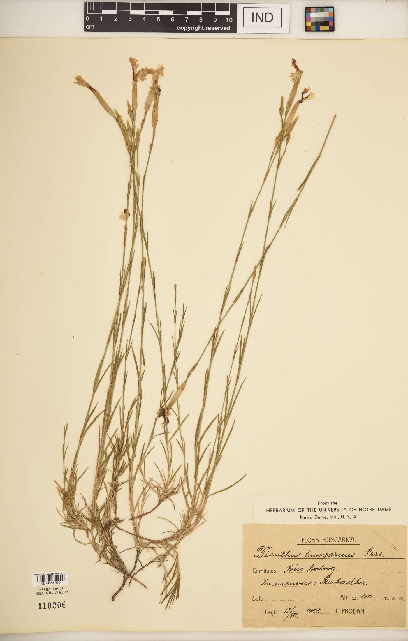 Dianthus hungaricus image